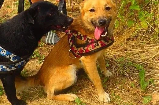Malutki młody piesek ok5kg do adopcji,  zachodniop