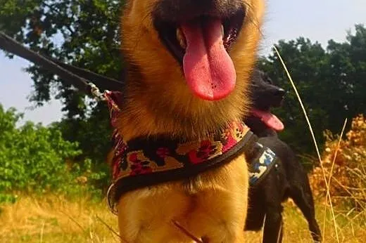 Malutki młody piesek ok5kg do adopcji,  zachodniop