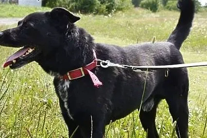 Czarnych psów nikt nie chce... :( A Lucek musi mie