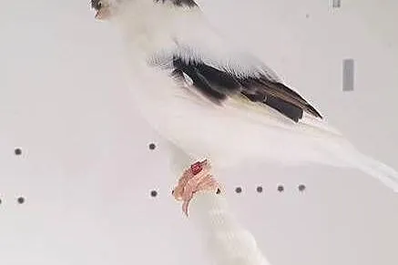 Kanarek Gloster Samiec., Wielkopolskie, Gostyń