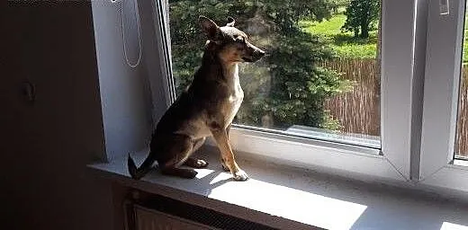 Lisia, sunia która pilnie szuka kochającego domu.,