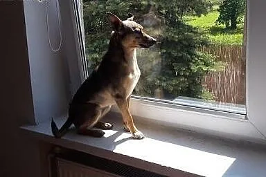 Lisia, sunia która pilnie szuka kochającego domu.,