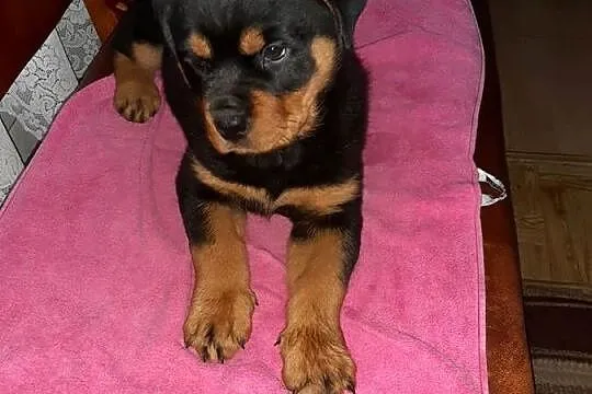 Rottwailer szczeniak starej Lini