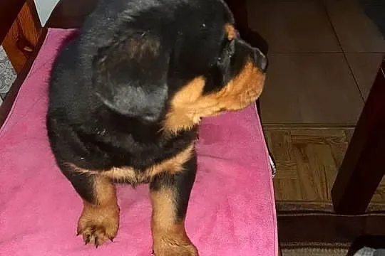 Rottwailer szczeniak starej Lini, Kujawsko-pomorskie, Radomin
