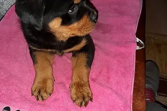 Rottwailer szczeniak starej Lini, Kujawsko-pomorskie, Radomin