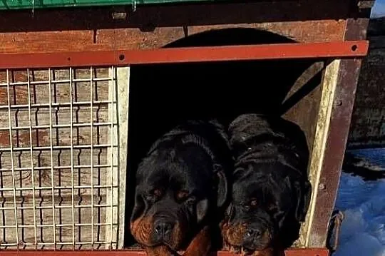 Rottwailer szczeniak starej Lini, Kujawsko-pomorskie, Radomin