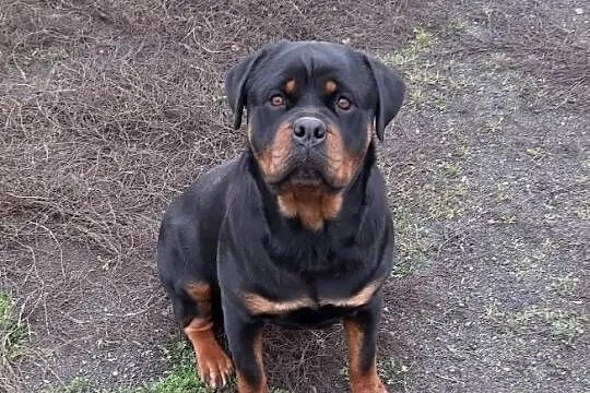 Rottwailer szczeniak starej Lini, Kujawsko-pomorskie, Radomin