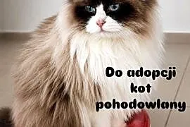 Kocur Ragdoll pohodowlany FPL