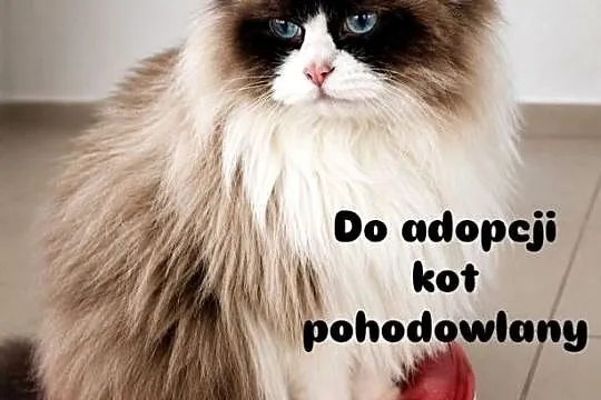 Kocur Ragdoll pohodowlany FPL