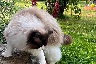 Kocur Ragdoll pohodowlany FPL, Śląskie, Katowice