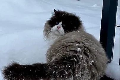 Kocur Ragdoll pohodowlany FPL, Śląskie, Katowice