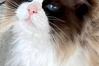Kocur Ragdoll pohodowlany FPL, Śląskie, Katowice