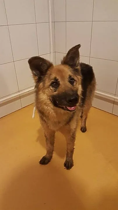 Saba, zabrana z piekła suczka OWCZARKA szuka domu!
