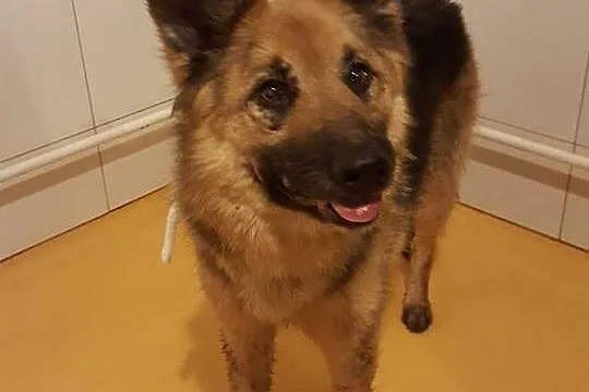 Saba, zabrana z piekła suczka OWCZARKA szuka domu!