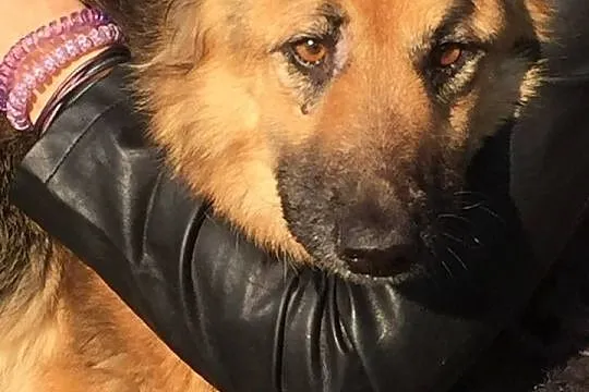 Saba, zabrana z piekła suczka OWCZARKA szuka domu!