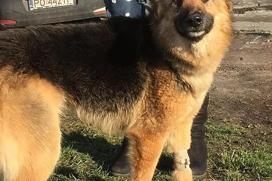 Saba, zabrana z piekła suczka OWCZARKA szuka domu!