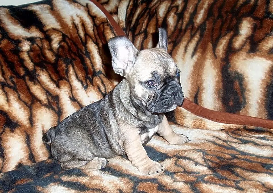 Buldog Francuski
