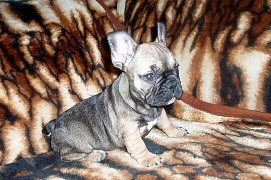 Buldog Francuski