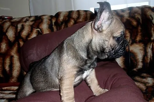 Buldog Francuski