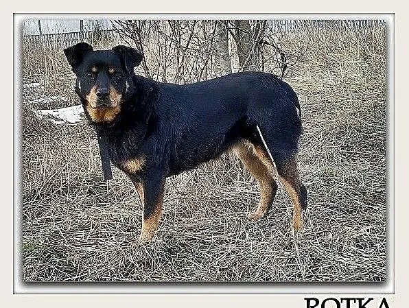 10mies,średnia,20kg,łagodna,rodzinna,sterylizowana suczka ROTKA.Adopcja., , Wrocław
