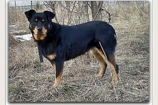 10mies,średnia,20kg,łagodna,rodzinna,sterylizowana suczka ROTKA.Adopcja., , Wrocław