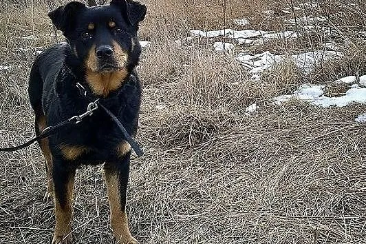 10mies,średnia,20kg,łagodna,rodzinna,sterylizowana suczka ROTKA.Adopcja., , Wrocław
