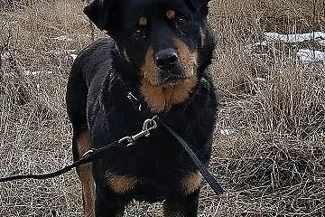 10mies,średnia,20kg,łagodna,rodzinna,sterylizowana suczka ROTKA.Adopcja., , Wrocław