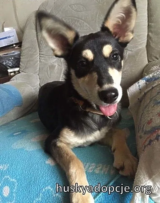 MOCCA- młoda i mądra suczka do adopcji, mazowieck