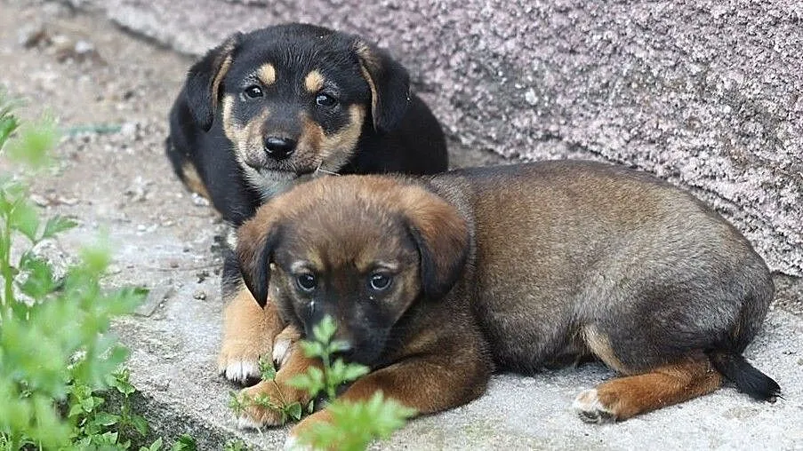 Psy - Malutkie sunieczki do odpowiedzialnej adopcji, , Gorzów Wielkopolski