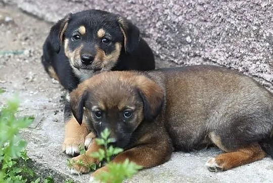 Psy - Malutkie sunieczki do odpowiedzialnej adopcji, , Gorzów Wielkopolski