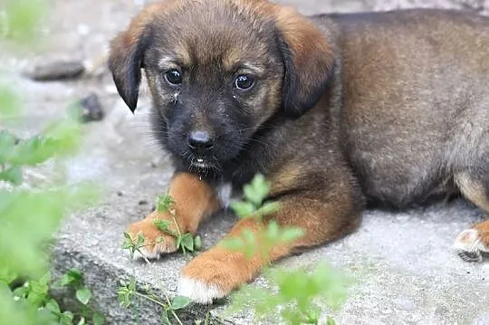 Psy - Malutkie sunieczki do odpowiedzialnej adopcji, , Gorzów Wielkopolski
