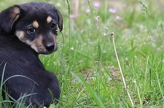 Psy - Malutkie sunieczki do odpowiedzialnej adopcji, , Gorzów Wielkopolski