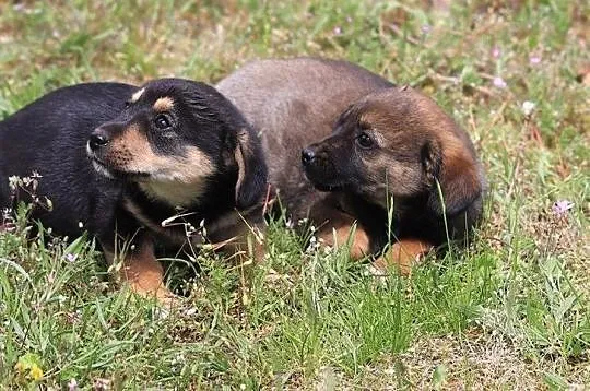 Psy - Malutkie sunieczki do odpowiedzialnej adopcji, , Gorzów Wielkopolski