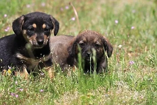 Psy - Malutkie sunieczki do odpowiedzialnej adopcji, , Gorzów Wielkopolski