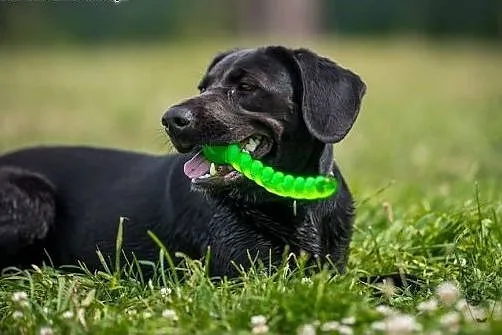 Kofi - czarna, uśmiechnięta sunia w typie labrador