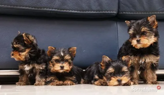 Yorkshire Terrier maly York rodowód FCI / ZKwP.. email..{{amandinelisa01@gmail.com}}}}