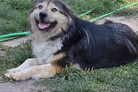 Puczi, piękna, wrażliwa, skrzywdzona sunia prosi o