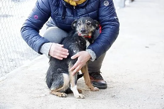 Elena, spokojna, delikatna sunieczka szuka domu!