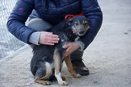 Elena, spokojna, delikatna sunieczka szuka domu!