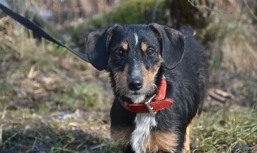 ZAMBA przecudna, wyjĂÂ
tkowa, ufna, mĂÂ
dra suni