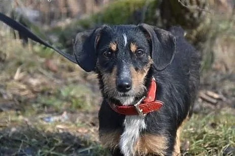 ZAMBA przecudna, wyjĂÂtkowa, ufna, mĂÂdra suni