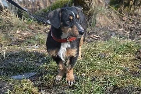 ZAMBA przecudna, wyjĂÂtkowa, ufna, mĂÂdra suni