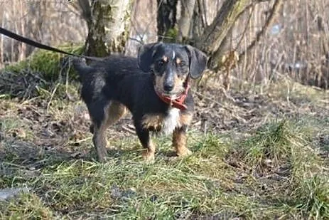ZAMBA przecudna, wyjĂÂtkowa, ufna, mĂÂdra suni