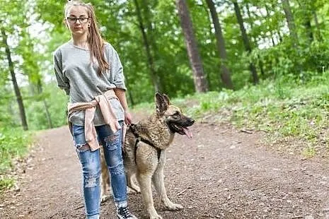 Sunia w typie owczarka czeka na odmianę losu...,  