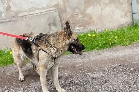 Sunia w typie owczarka czeka na odmianę losu...,  