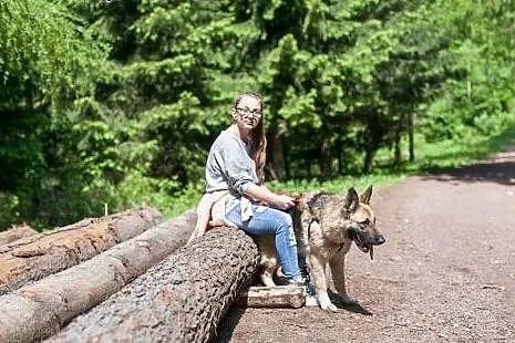 Sunia w typie owczarka czeka na odmianę losu...,  