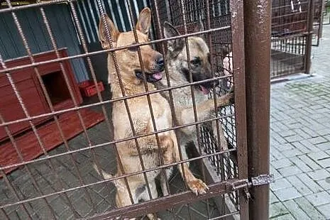 Sunia w typie owczarka czeka na odmianę losu...,  