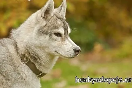 ARAK- kochany i energiczny pies husky do adopcji, 