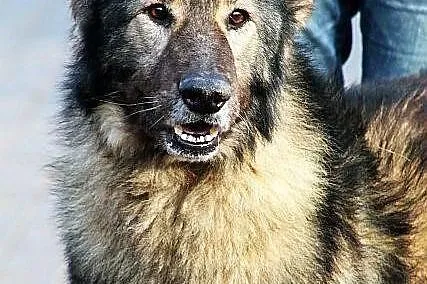 TOPAZ - prawdziwy wilk!