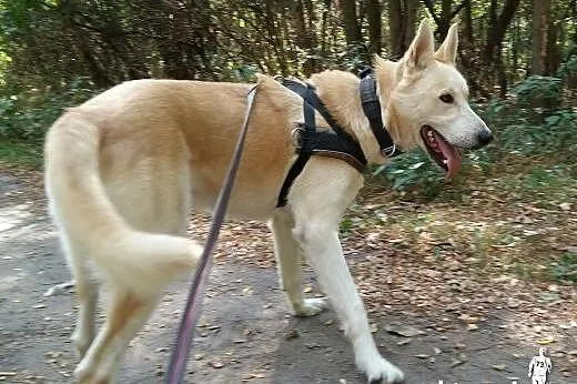 ZORRO- pogodny i inteligentny pies do adopcji,  śląskie Katowice